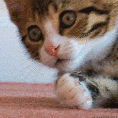 avatar_150.gif.v1498064641