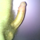 victorold